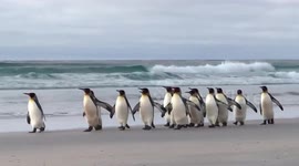 Penguins waddle along Falkland Islands beach marking World Penguin Day