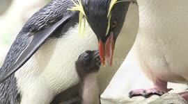 Northern rockhopper penguin chicks hatch at Vienna Zoo