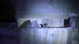 Stray cat stuck under highway bridge rescued with crane
