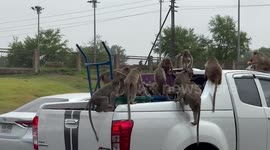 Lopburi monkeys raid pickup truck for oranges