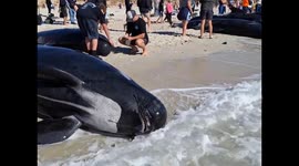 Australia: Mass Stranding Of Pilot Whales At Toby’s Inlet Near Dunsborough 10