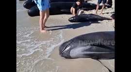 Australia: Mass Stranding Of Pilot Whales At Toby’s Inlet Near Dunsborough 9