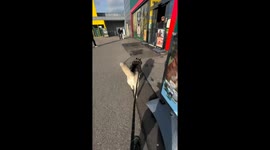 Happy husky Taz can't contain excitement at pet store visit