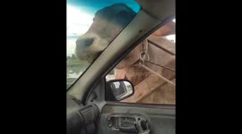 Cow curiosity: bovine barges into vehicle in Sorocaba, Brazil