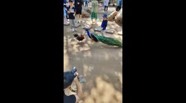 Unexpected showdown: peacock vs. chicken draws crowd in Yunnan Park