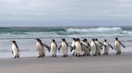 World Penguin Day: Watch colony march across beach on the Falkland Islands