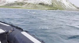 USA: World Penguin Day Video Captures Natural Beauty
