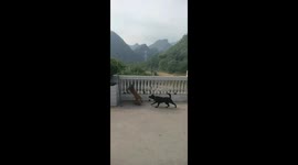 Courageous Puppy Protects Companion from Monkey Bullies in China