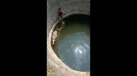 Volunteers of cow help society rescued a cow from a 50 feet deep well