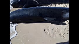 Heroic scenes as rescuers rush to save dozens of stranded whales beached in Western Australia