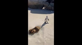 Toddler's laughter echoes as the penguin plays hide and seek with him