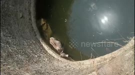 Volunteers of cow help society rescued a cow from a 50 feet deep well