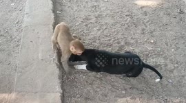 Baby monkey befriends puppy after becoming separated from its troop in southern India