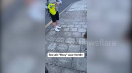Funny moment fox bites man's leg after he claims