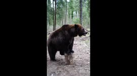 Tame bear demonstrates incredible skill as it balances on small stump