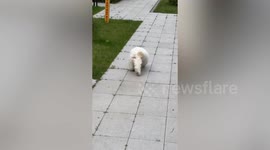 Dog has an adorable wiggle in his step when he goes for walks