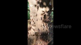 Cicadas begin emerging in South Carolina seeing residents complain about noise