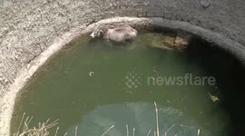 Cow falls into deep well in central India, rescued