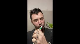 Parrot playfully mimics owner during toothbrushing time in San Jorge