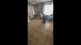 Playful monkey turns a living room into a jungle gym