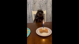 Decade of wags: Canine rings in his 10th with a pawsome party