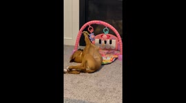 Boxer Plays On Baby Mat