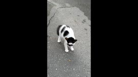 Masked Crusader Kitten Is Angry At Older Cat