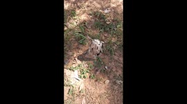 Urutau Bird Stays Perfectly Still