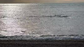 Jaluel, a male orca of Patagonia, strands, trying to capture a sea lion pup from the beach