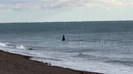 Jaluel, a male orca, captures a sea lion pup from the beach, in Patagonia