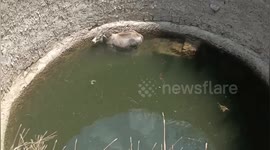 Cow falls into deep well in central India, hard afford by rescued