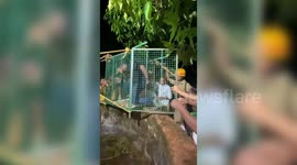 Vet saves leopard's life in daring rescue operation in southern India