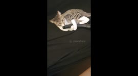 Cat vs. vacuum: hilarious encounter caught on camera!