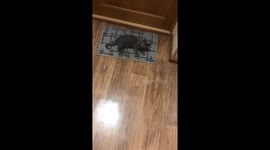 Peekaboo purrfection: cat's clever cover-up caught on camera