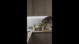 Surprise kitchen visitor: Archie the dog unexpected sink adventure