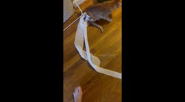 Paralyzed cat Ross gets tangled in toilet paper mishap