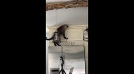 Clever cat's cupboard conundrum: Ragnar's door dilemma