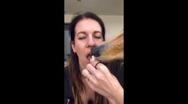 Popcorn snatchers: dog edition