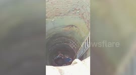 Cow falls into 100-feet deep well in central India, rescued