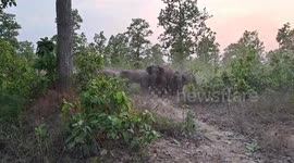 A group of 40 elephants stayed in Ramrama forest of Jhargram block!  Ramrama- Beat, Manikpara- Range!
