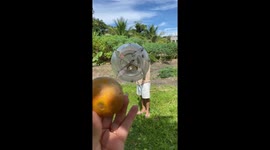 DIY master creates genius tool using plastic bottle to pluck hard-to-reach fruit