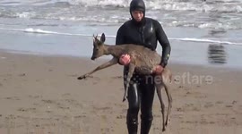 Paddleboarder saves stranded deer chased by dog into sea