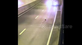 Australia: Toll road operator rescues a little dog from Legacy Tunnel beneath Brisbane