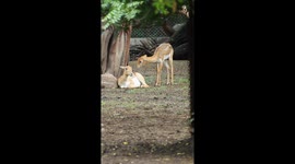 After lots of attempts, the excited young deer failed to impress a female one, proving once again that deer are not always the best at flirting!