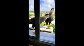 Sharing Treats With Wild Falcons at the Window