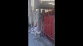 Jumping Dog Successfully Climbing Over Tall Gate