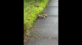 Mama Duck Takes Her Ducklings Into the Bushes