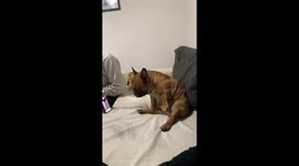 Dog exhibits sexual behavior while watching video of mating dogs