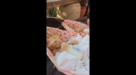 Tabby cats swing in hammocks while drinking milk