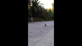 Mother dog carries stray pup to safety in Leyte, Philippines